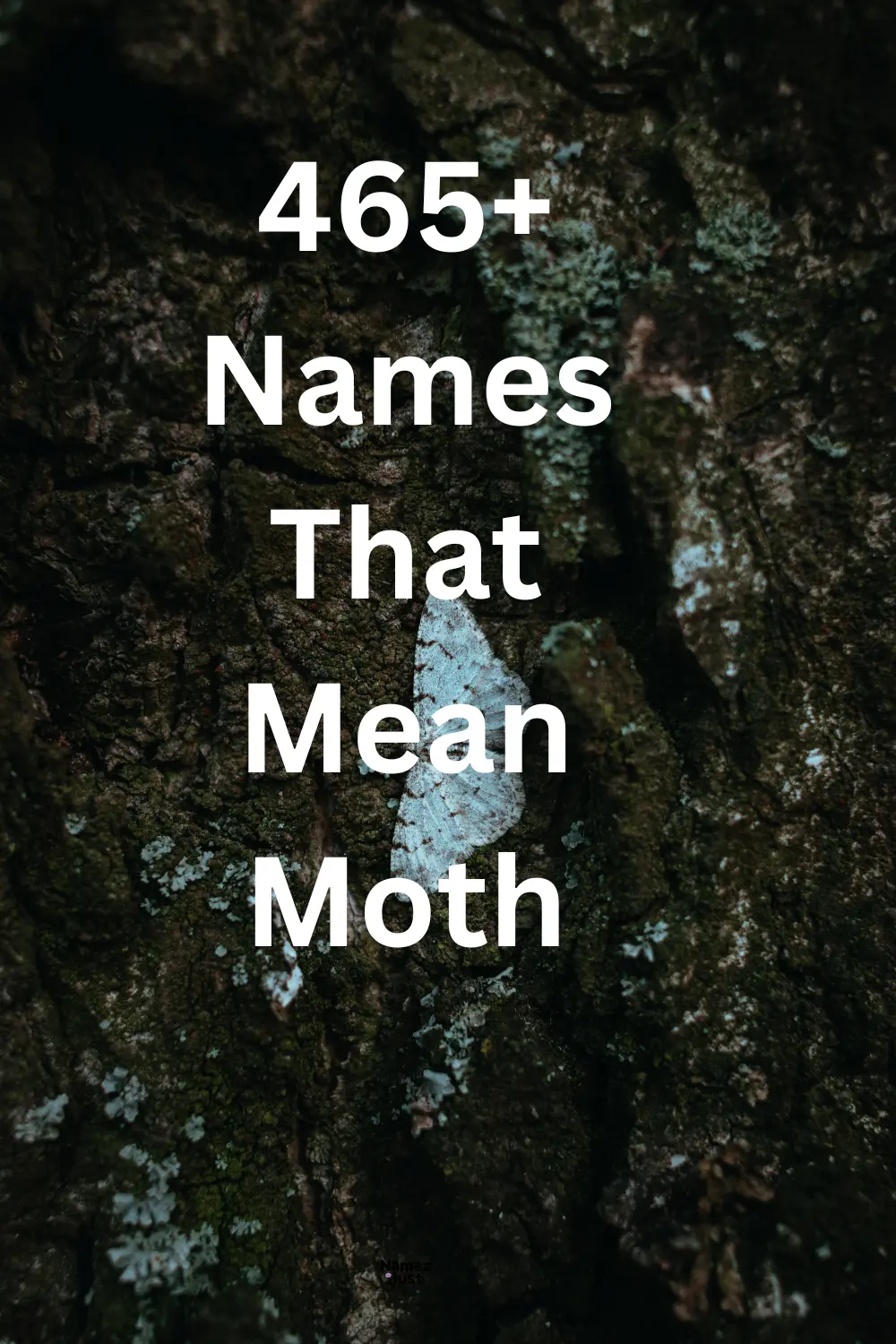 names-that-mean-moth