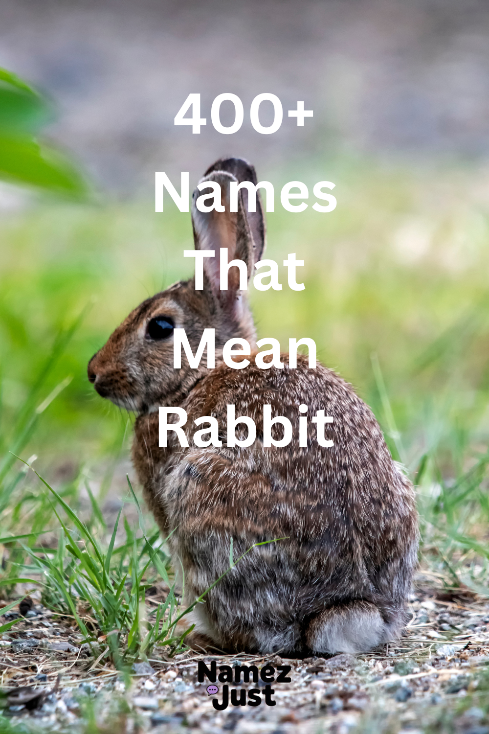 names-that-mean-rabbit