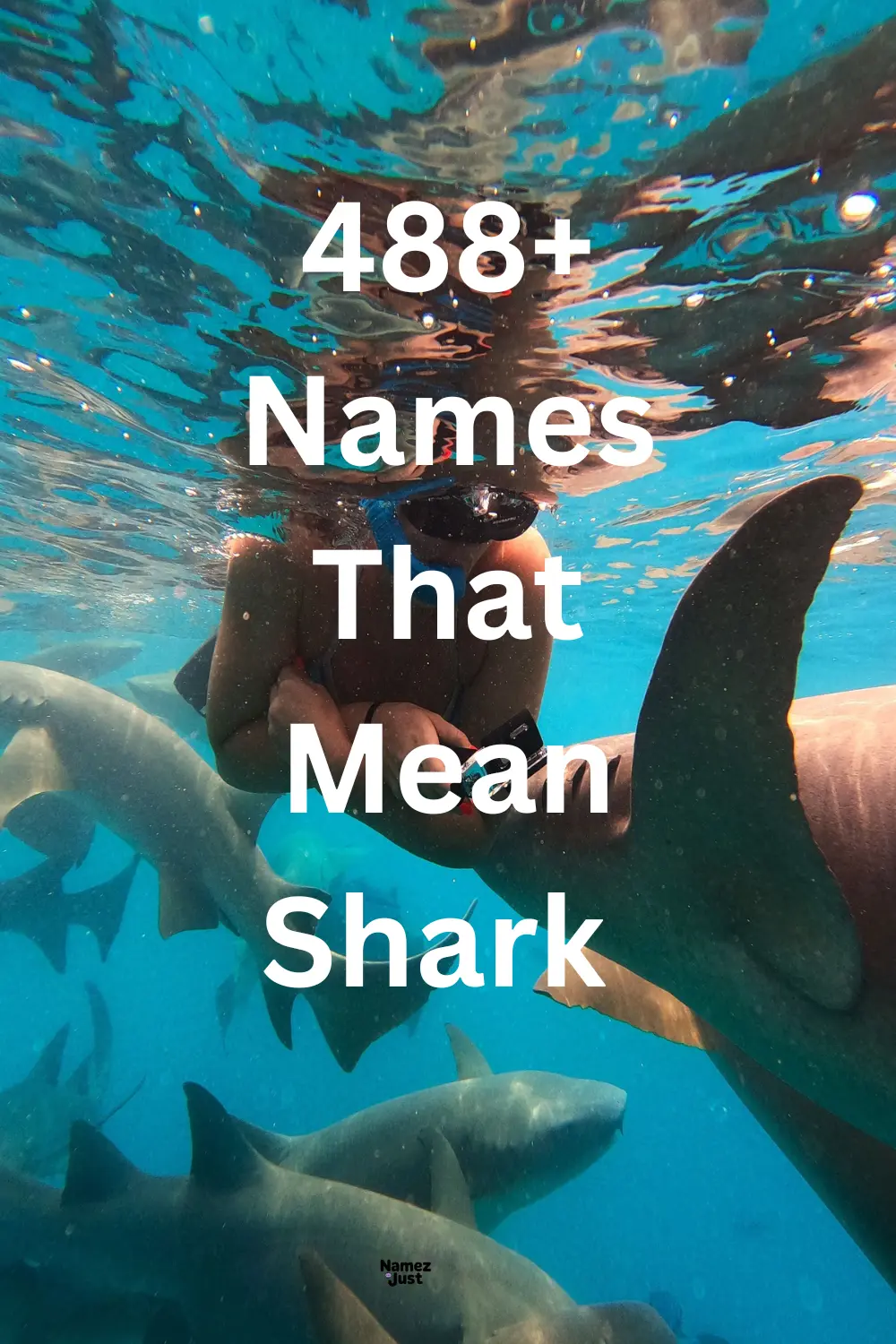 names-that-mean-shark