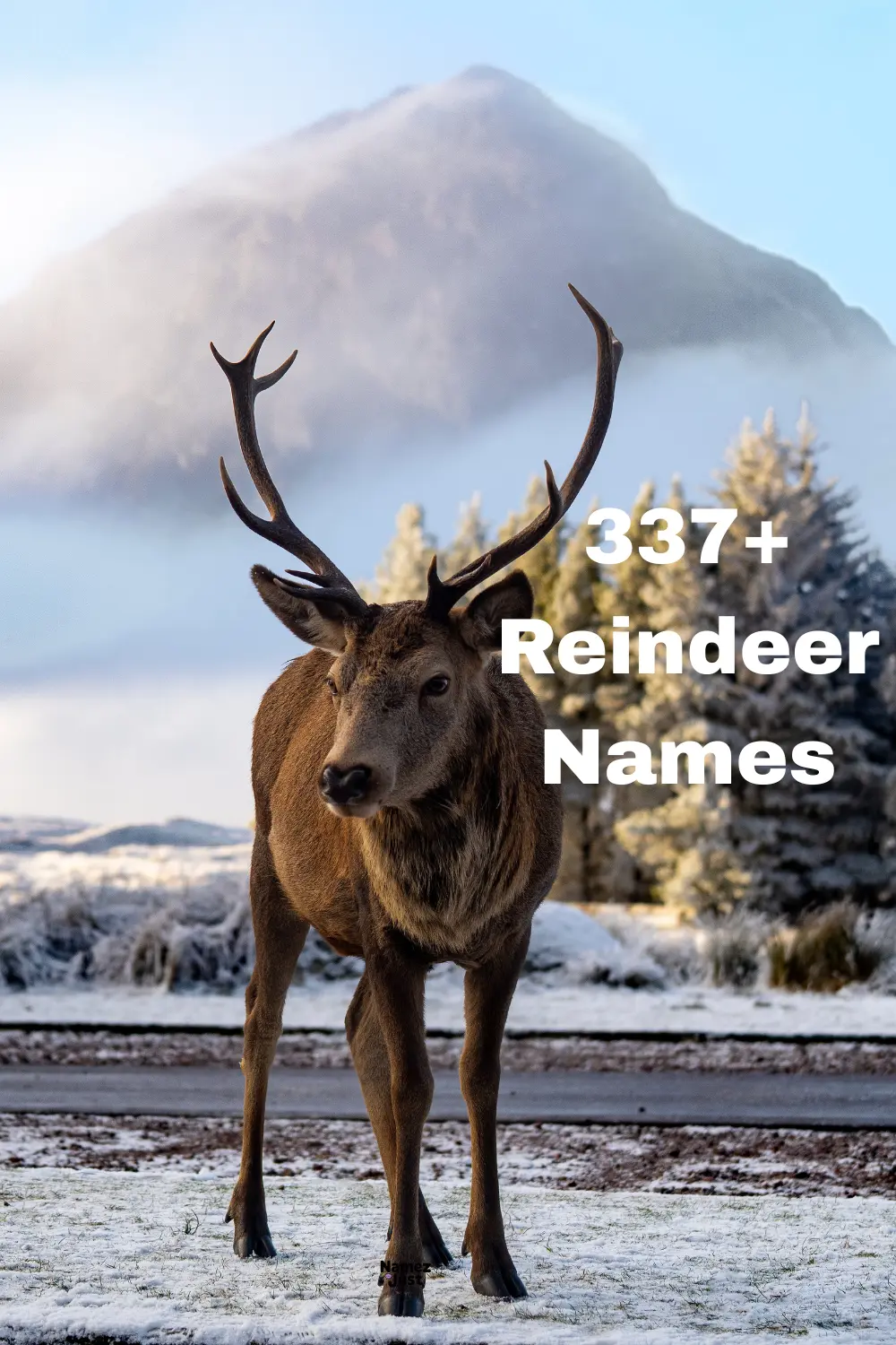 337+ Reindeer Names
