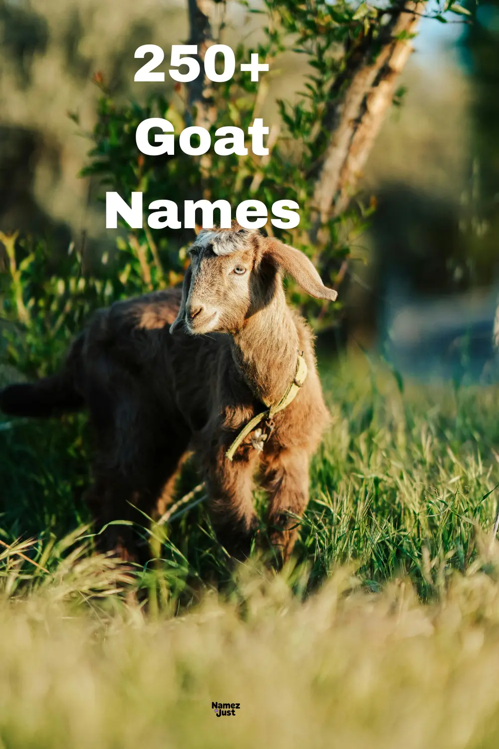 Goat_-Names