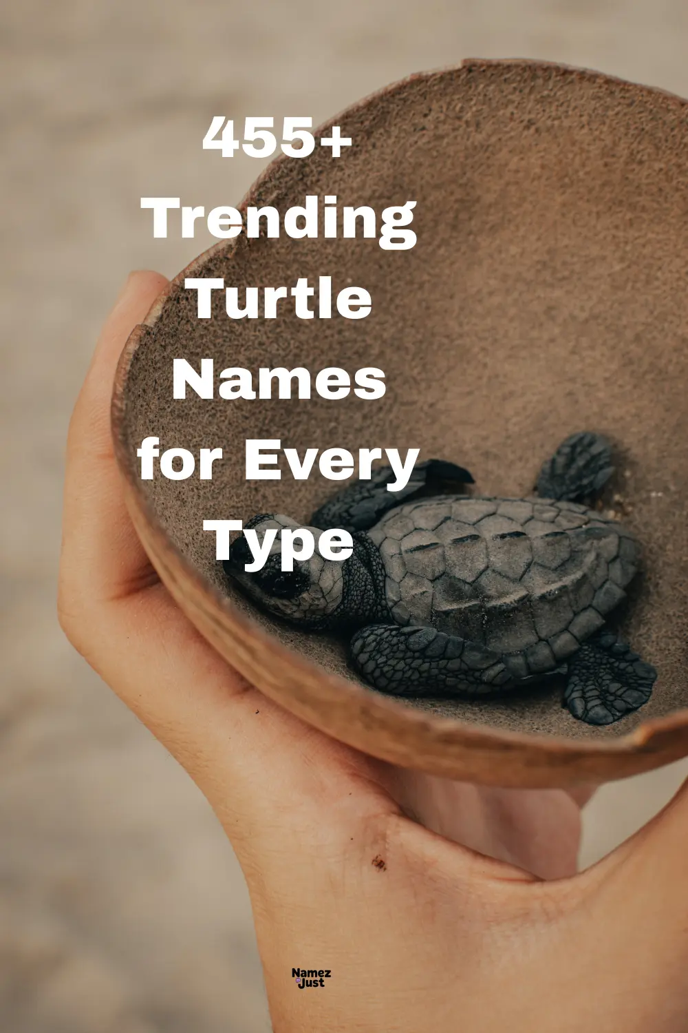 455+ Trending Turtle Names for Every Type (2025)